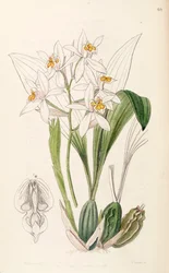 Coelogyne nitida (som syn. Coelogyne ochracea)